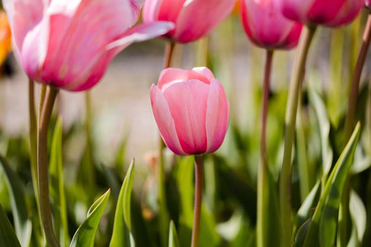 Tulpe 'Salmon Impression'